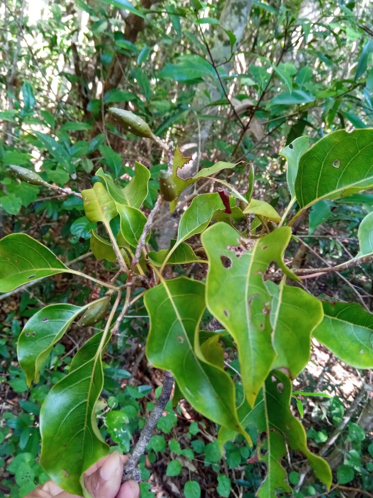 Hymenodictyon glabrum leaf