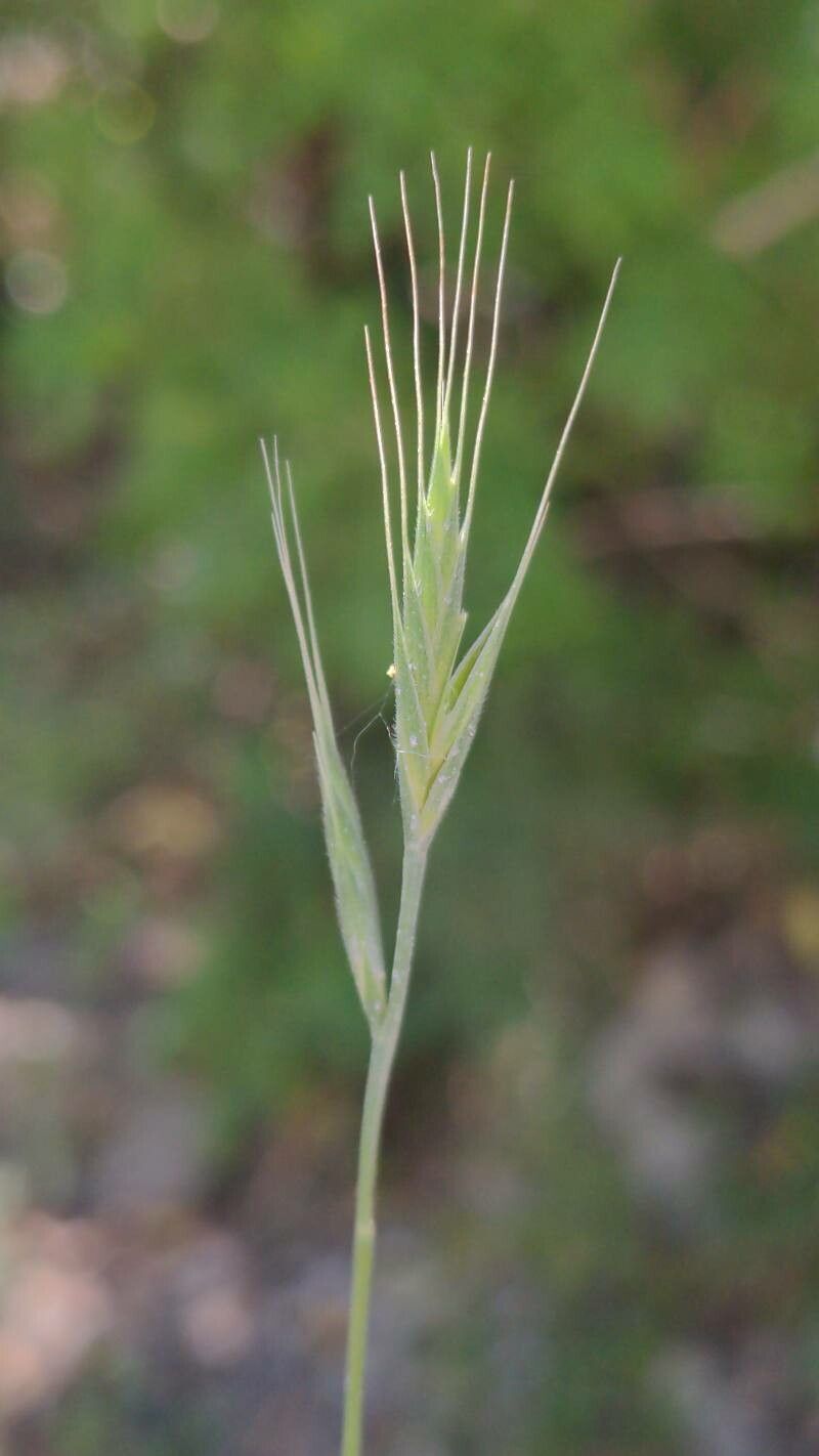 Brachypodium hybridum flower