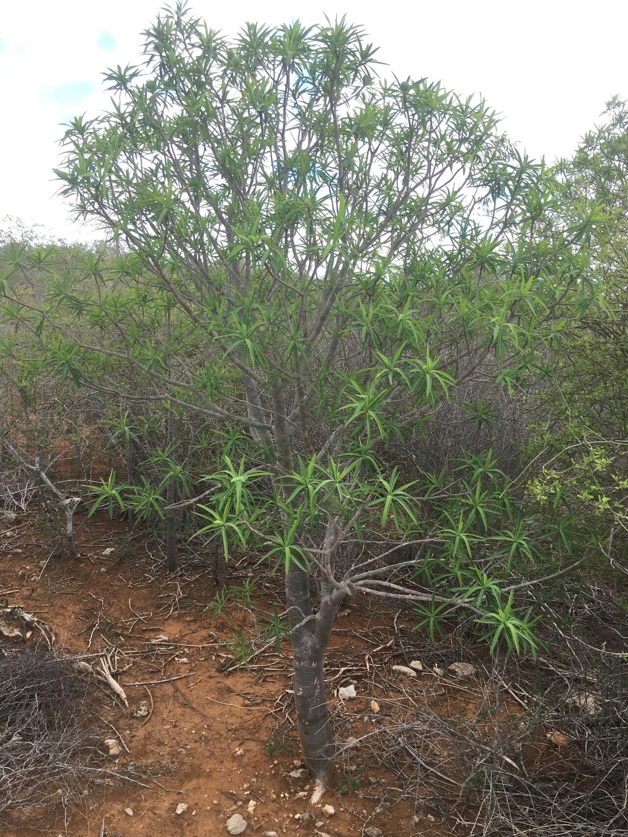 Euphorbia antso habit
