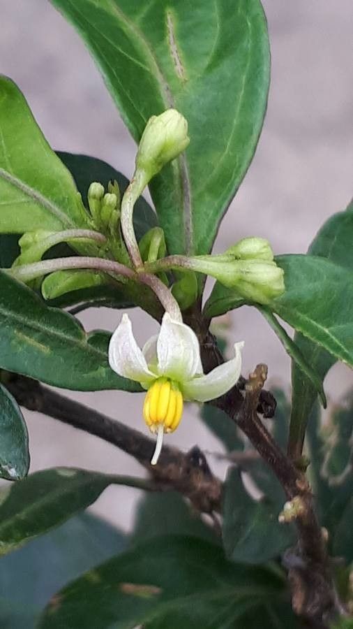 Solanum diphyllum flower