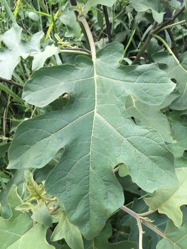 Solanum robustum — houseplant care guide