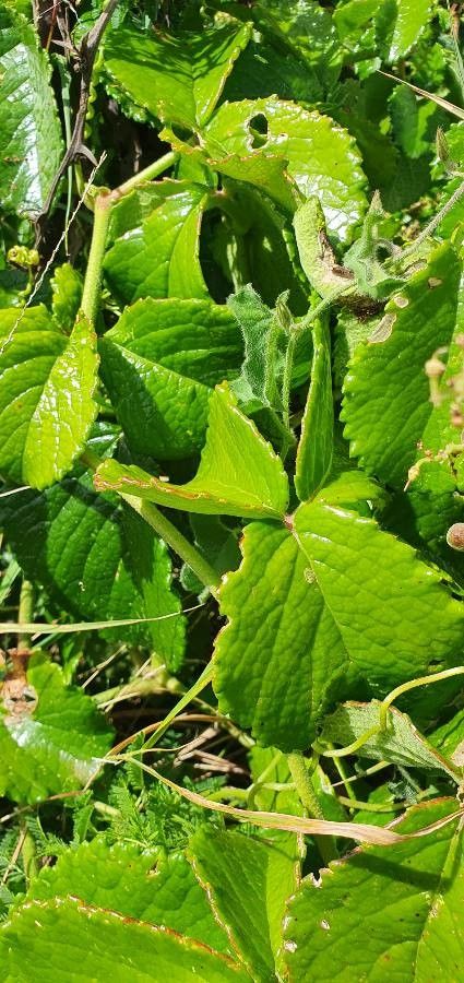 Cyphostemma cyphopetalum leaf