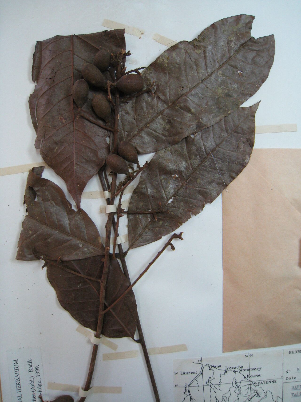 Talisia sylvatica other