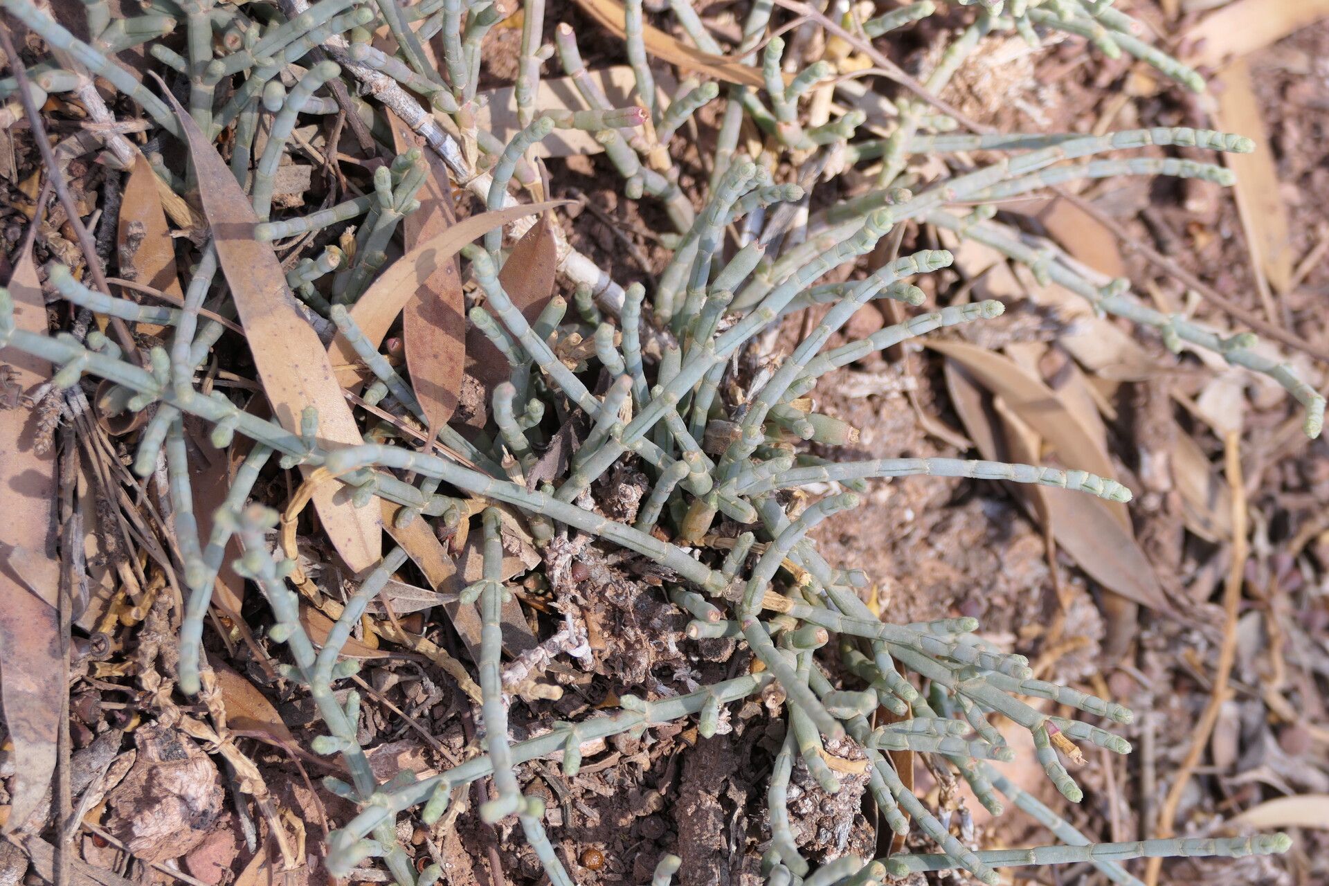 Anabasis prostrata habit