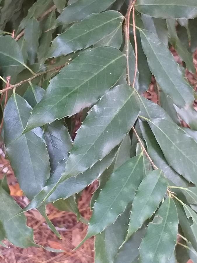 Quercus salicina — search result for 'South Korea'