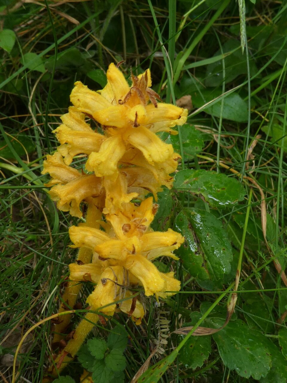 Orobanche flava bark