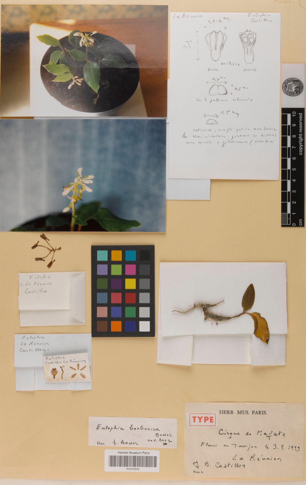 Eulophia borbonica — houseplant care guide