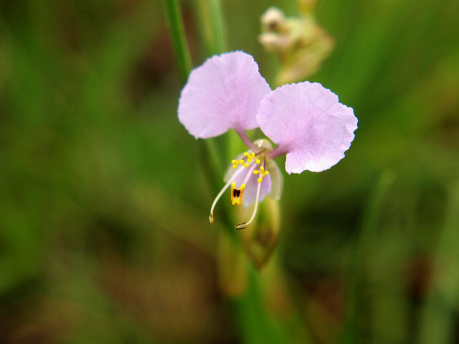 Commelina fluviatilis — houseplant care guide