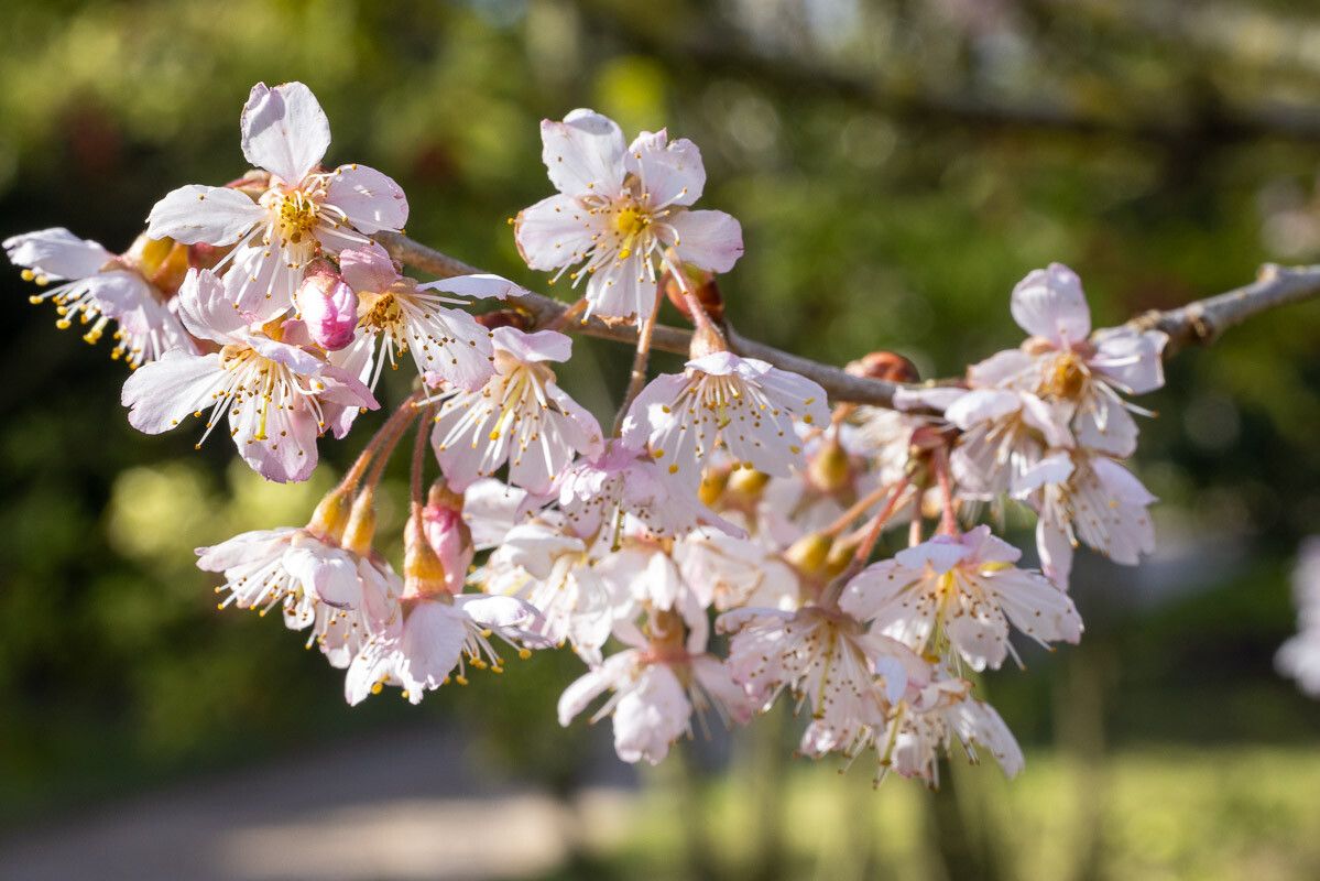 Prunus pseudocerasus — houseplant care guide