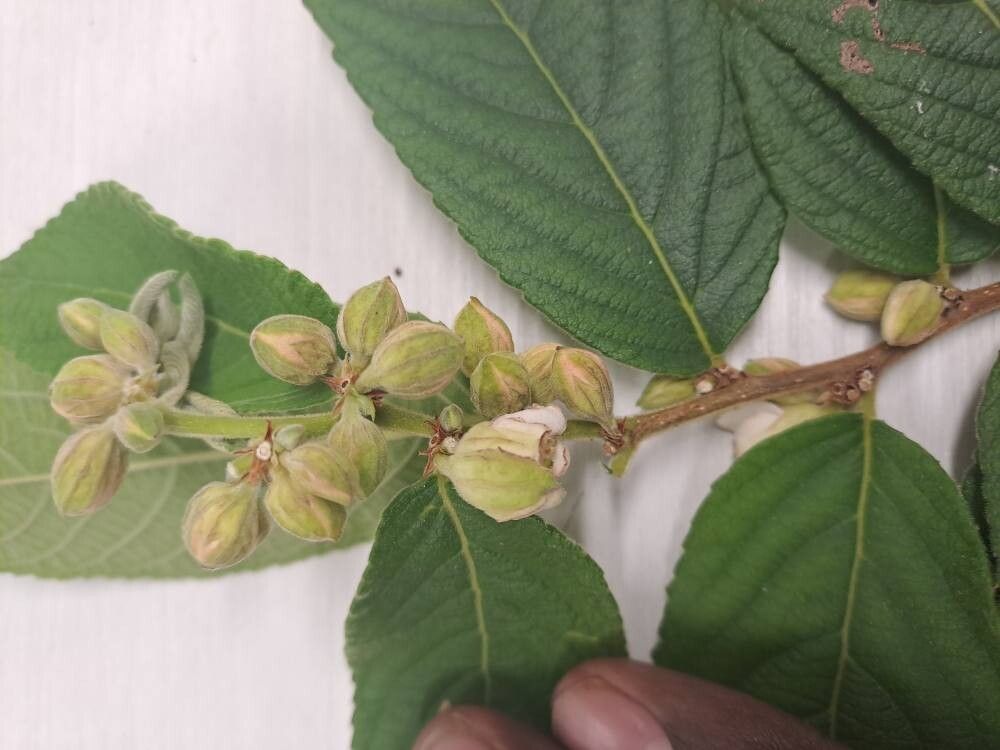 Casearia dodecandra flower