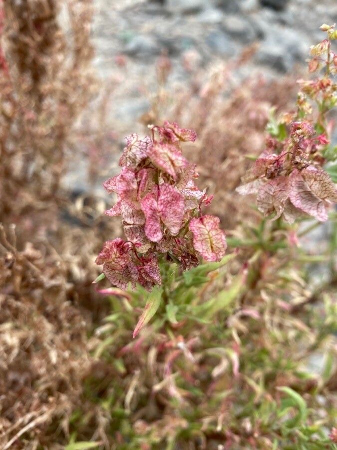Rumex vesicarius flower