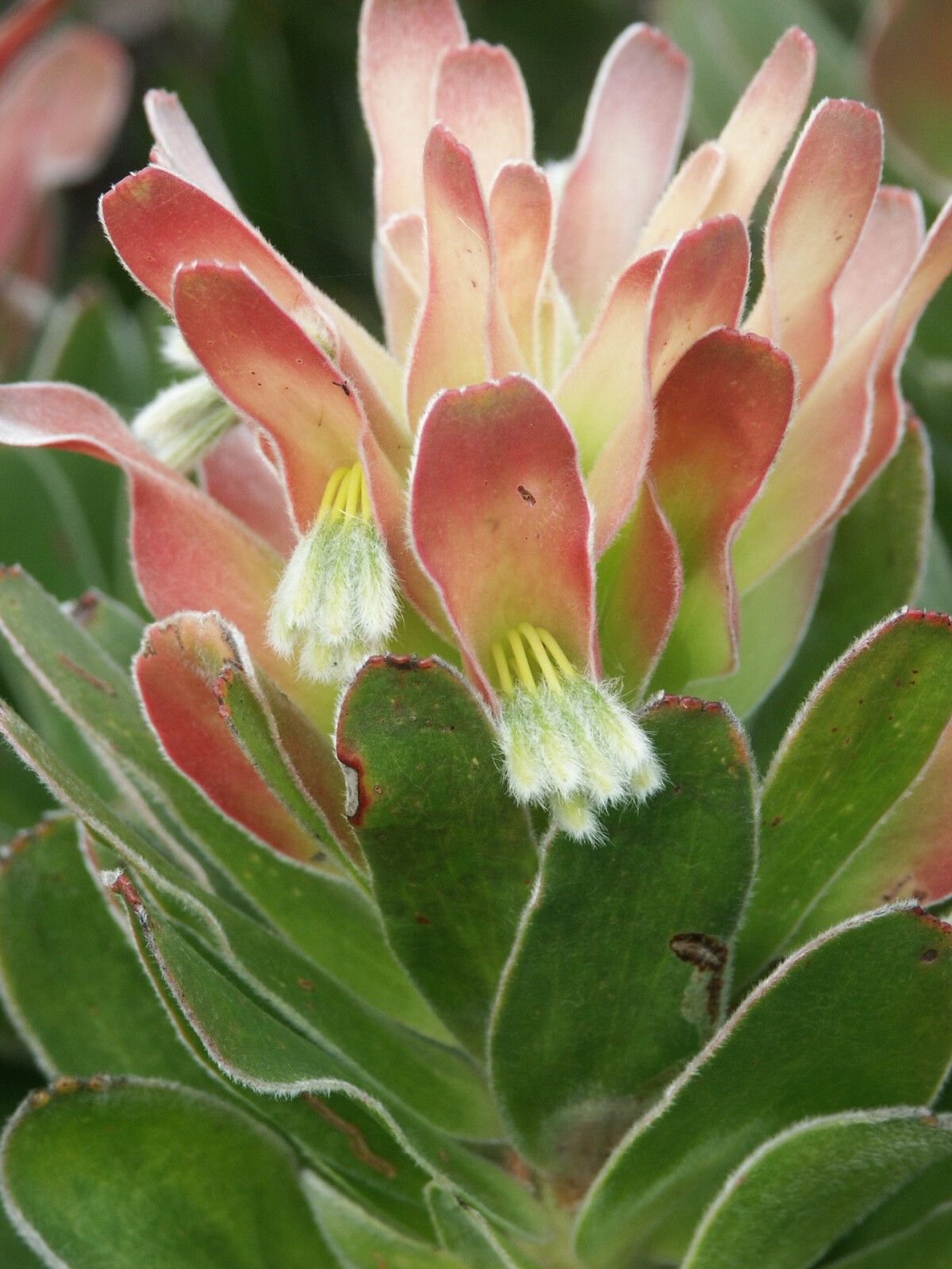 Mimetes fimbriifolius flower