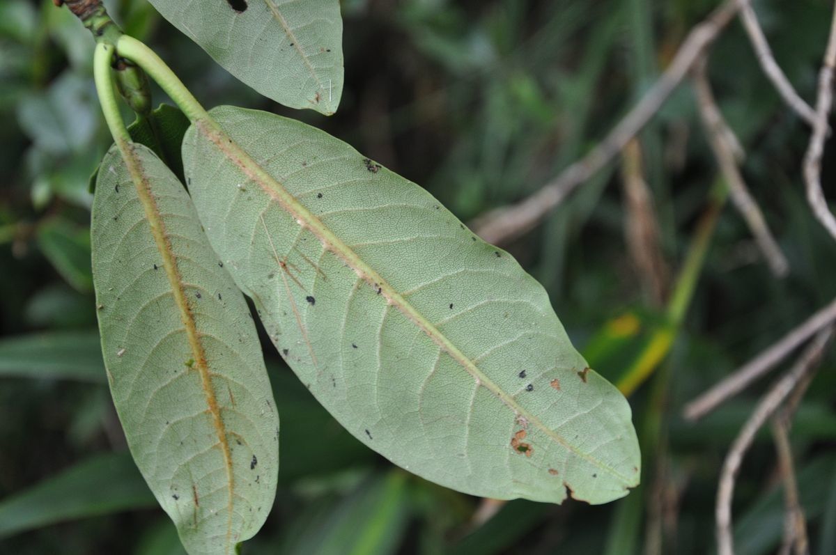 Rhododendron tanastylum — houseplant care guide