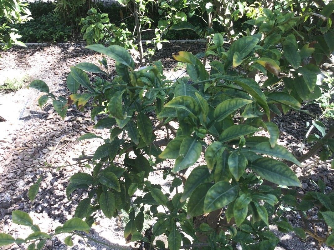 Citrus cavaleriei — search result for 'Citrus'