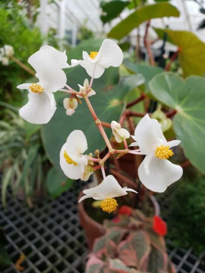 Begonia sanguinea flower
