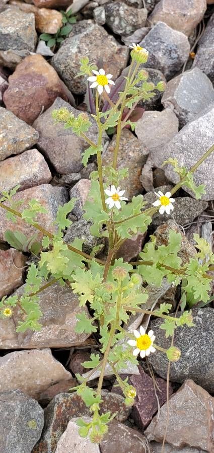 Perityle emoryi — search result for 'Chile'