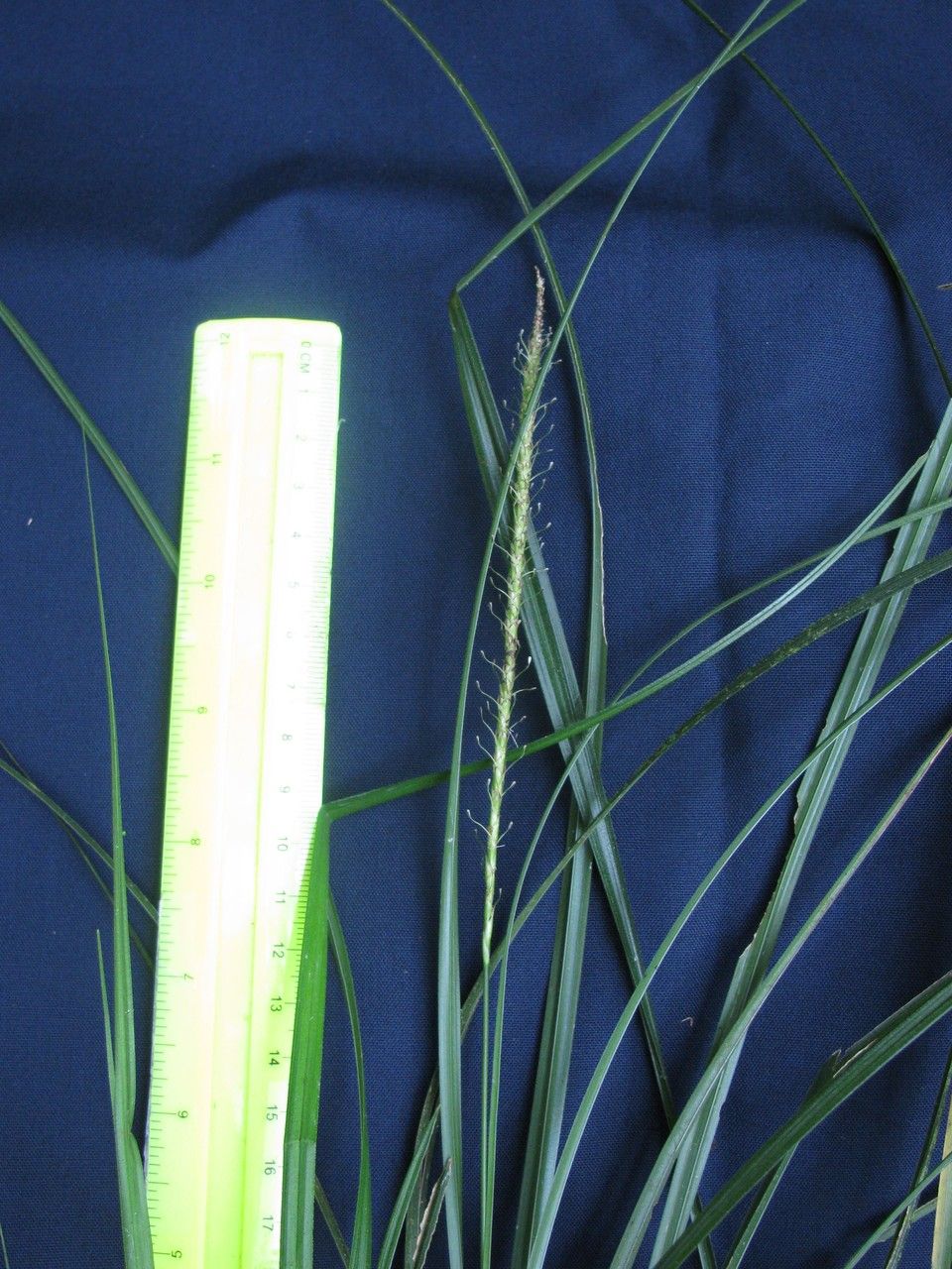 Uncinia hamata other