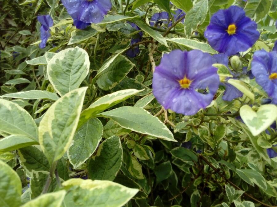 Solanum umbelliferum — search result for 'Solanum'