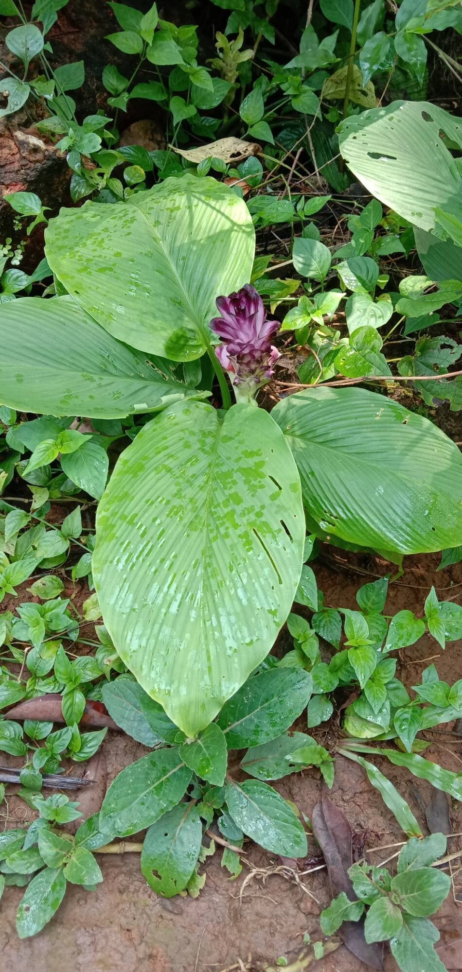 Curcuma decipiens habit