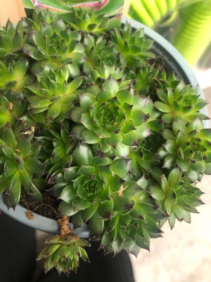 Sempervivum calcareum leaf