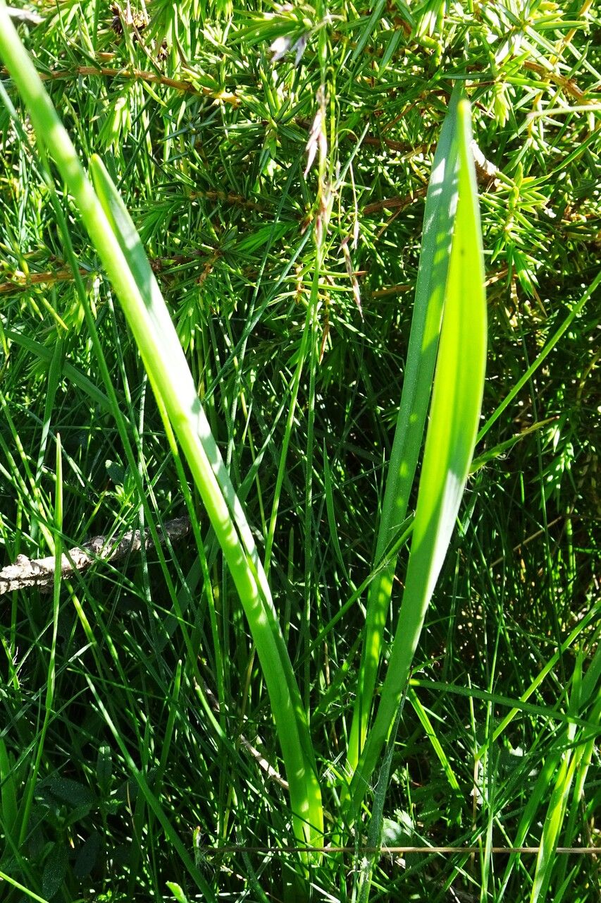 Narcissus poeticus leaf
