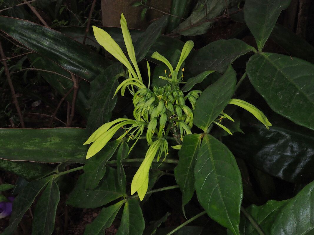 Crateva unilocularis flower