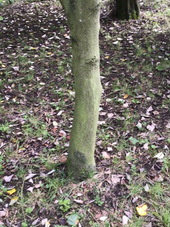 Sorbus hibernica bark