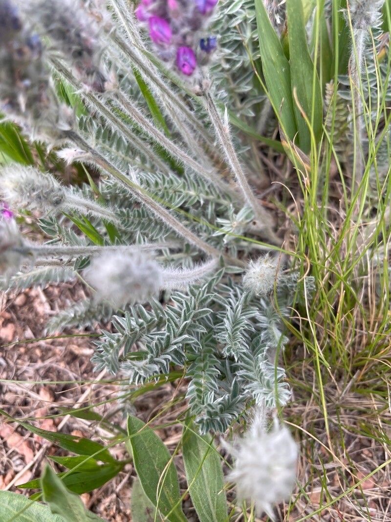 Oxytropis splendens leaf