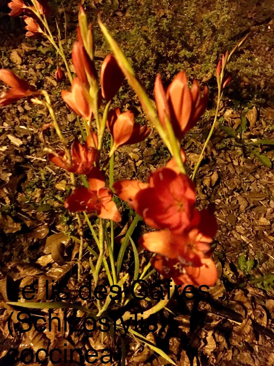 Hesperantha coccinea habit