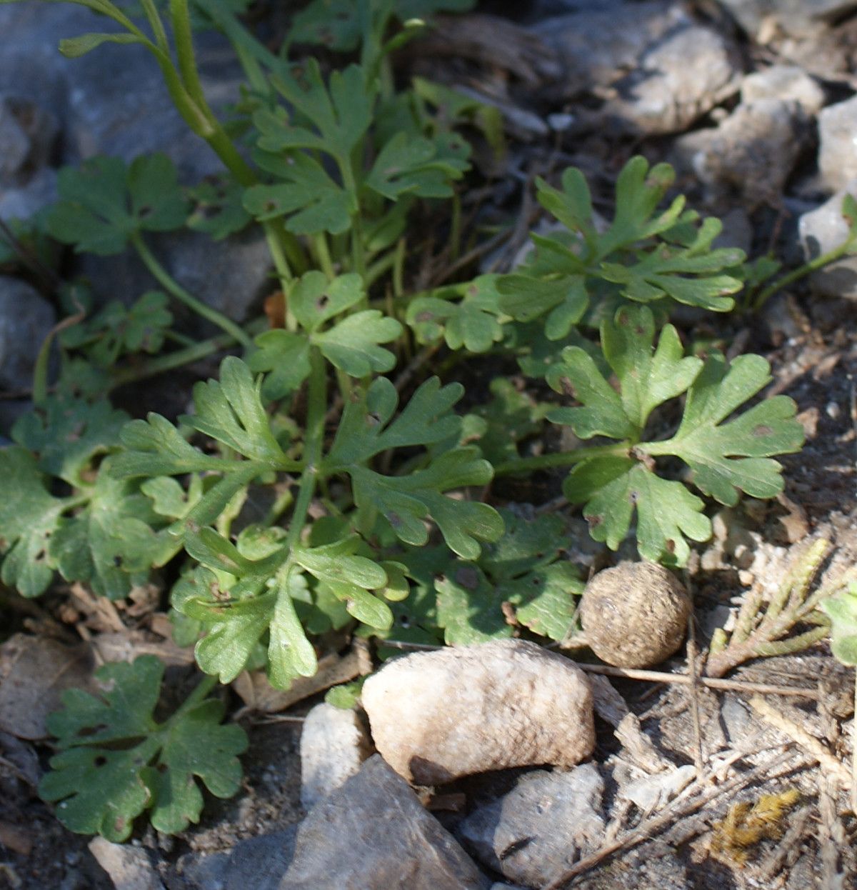 Ranunculus sprunerianus leaf