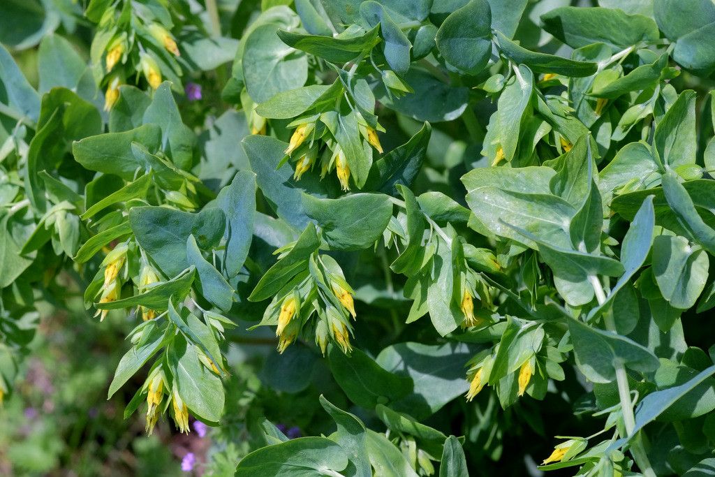 Cerinthe minor fruit