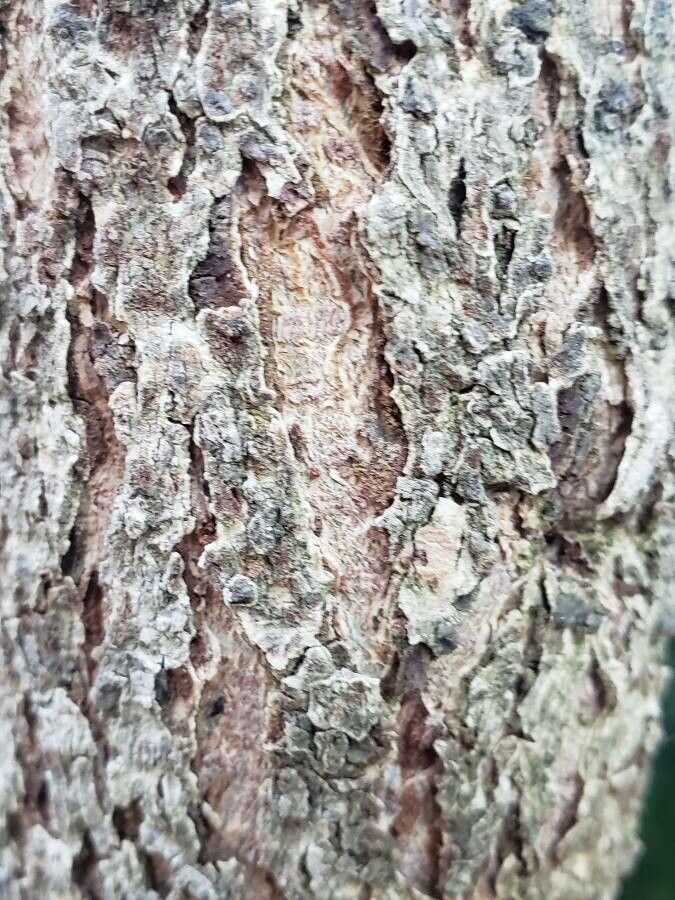 Dombeya spectabilis bark