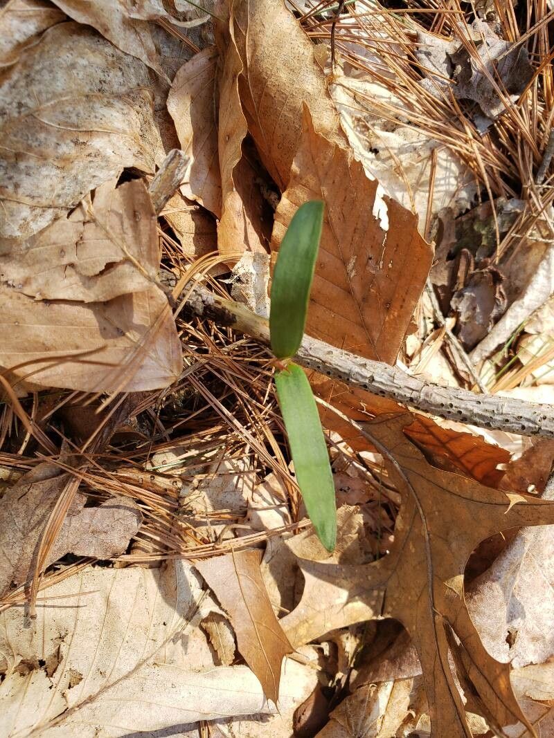 Uvularia sessilifolia — search result for 'Woodlands of eastern North America'