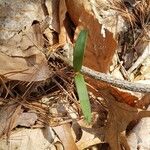 Uvularia sessilifolia