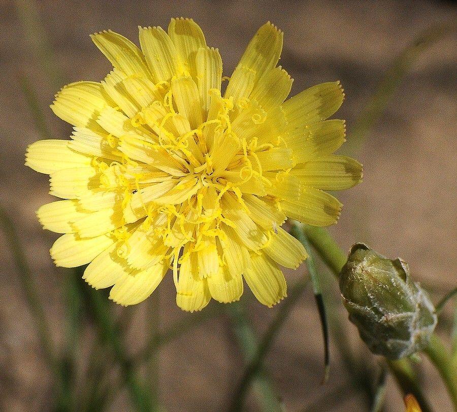 Malacothrix glabrata flower