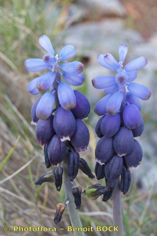 Muscari atlanticum fruit