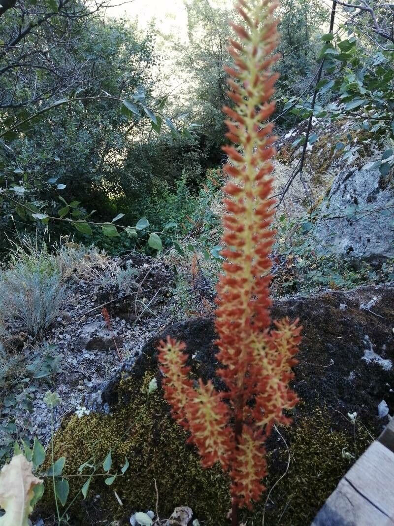 Umbilicus luteus fruit