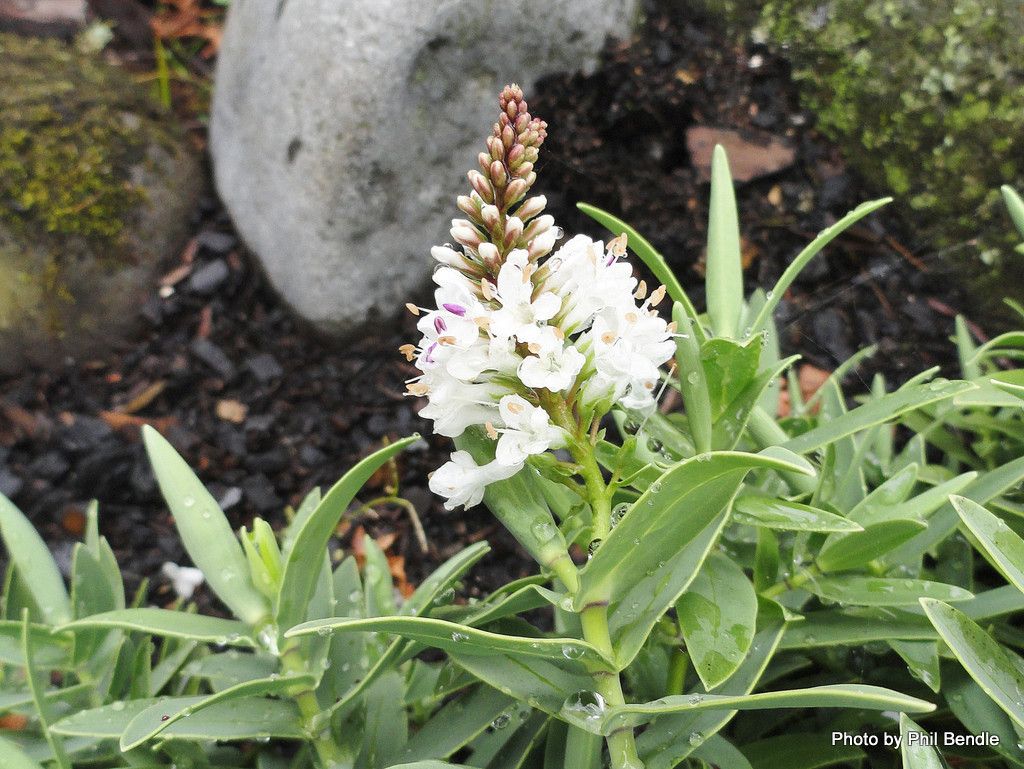 Veronica albicans flower