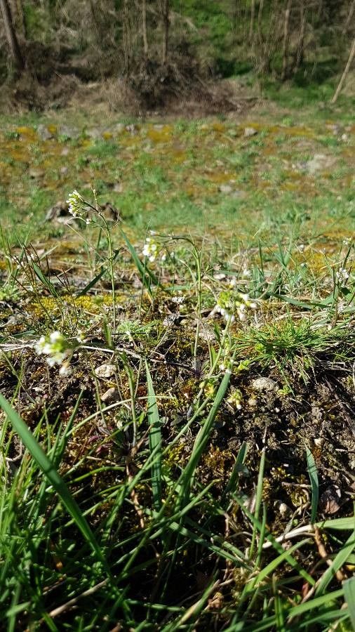 Barbarea australis flower