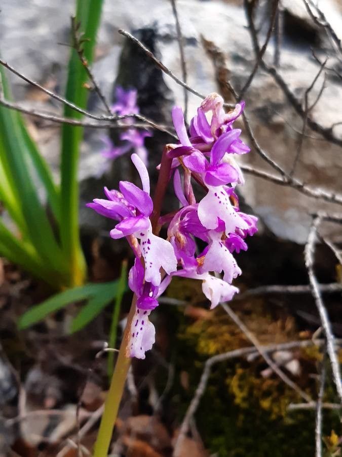 Orchis olbiensis bark