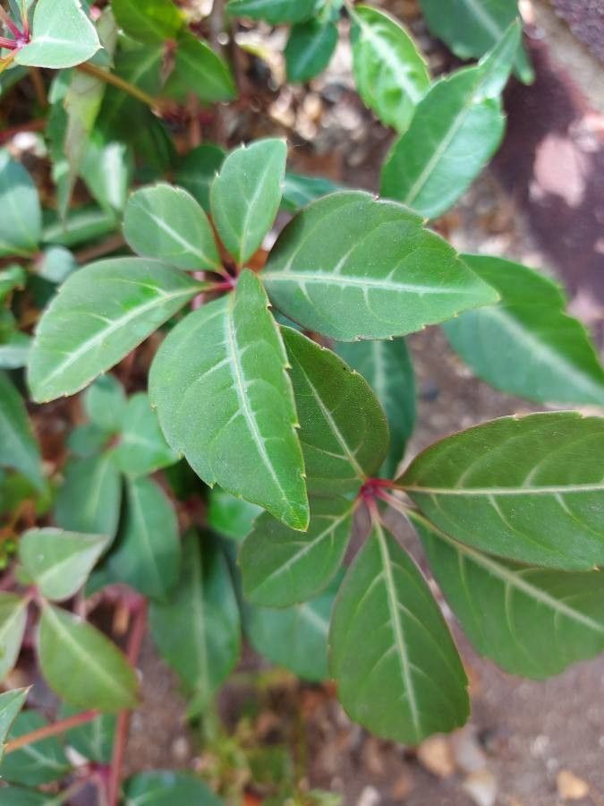 Parthenocissus henryana leaf