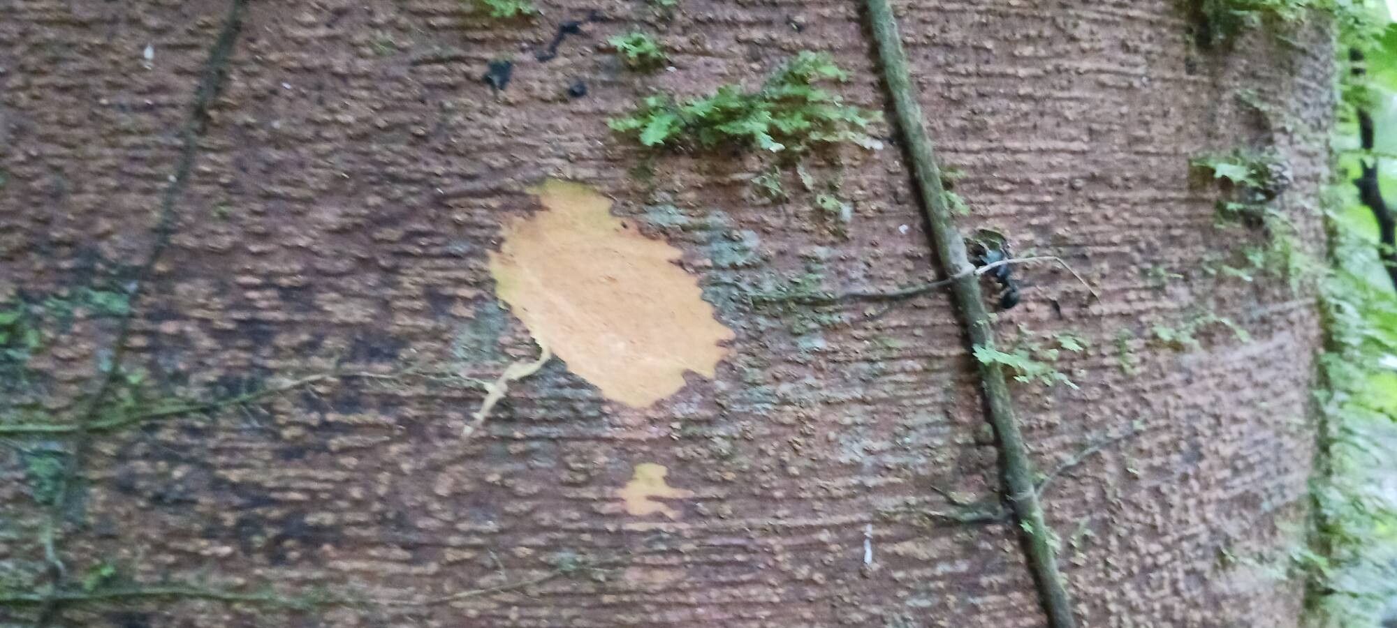 Jupunba trapezifolia bark