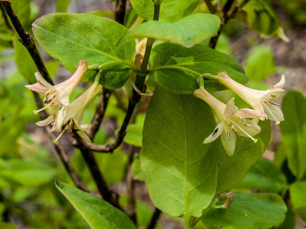 Lonicera utahensis flower