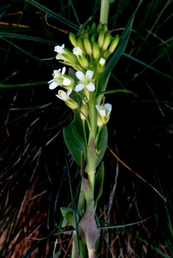 Conringia orientalis flower
