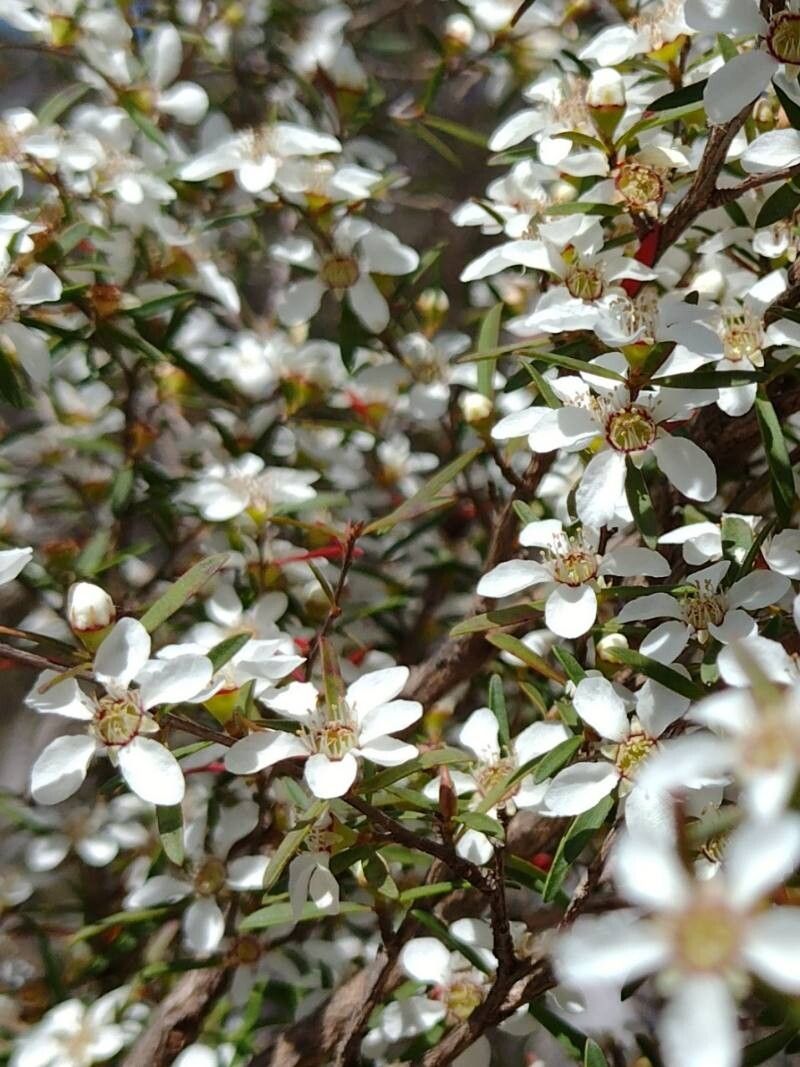 Leptospermum deanei flower