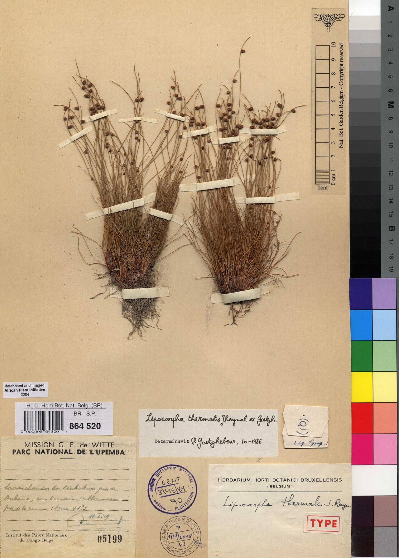 Cyperus lipothermalis — houseplant care guide