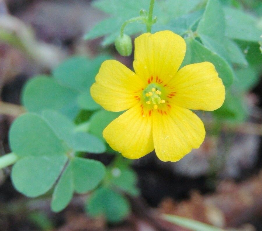 Oxalis suksdorfii flower