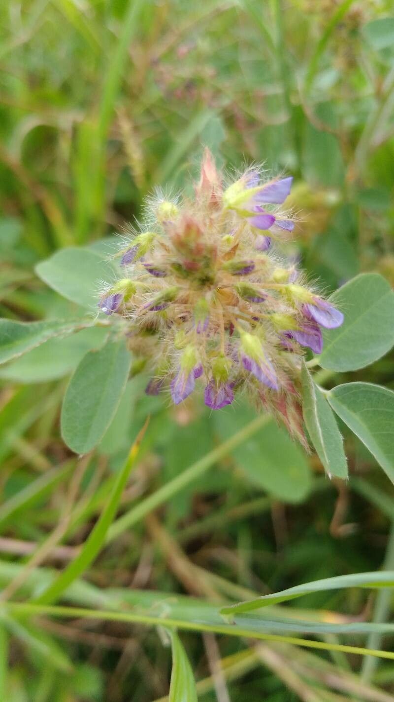 Grona barbata flower