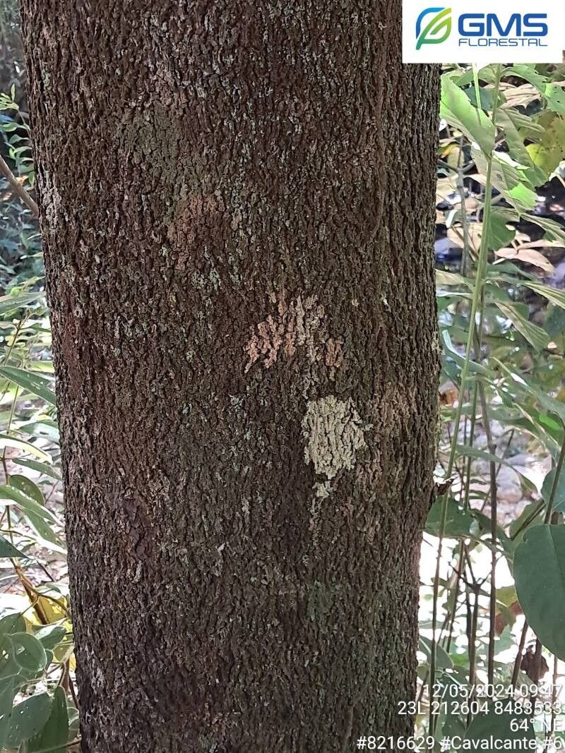 Ormosia fastigiata bark