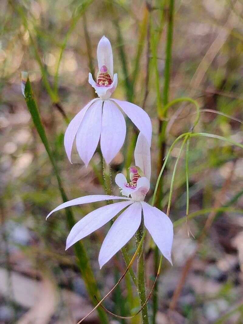 Caladenia carnea — houseplant care guide